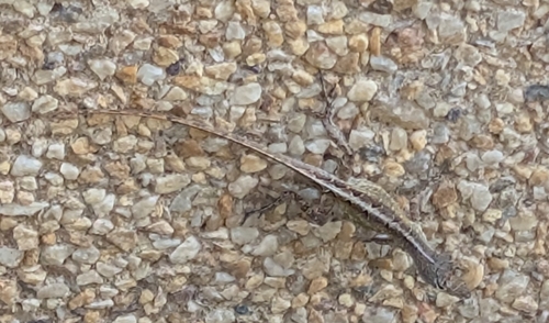 Brown Anole