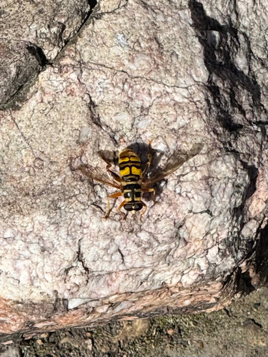 Virginia Giant Hover Fly