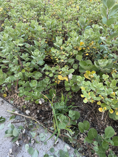 Digitaria ciliaris observed 2026-09-16