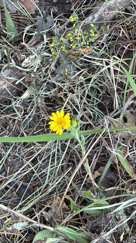 Maryland golden-aster