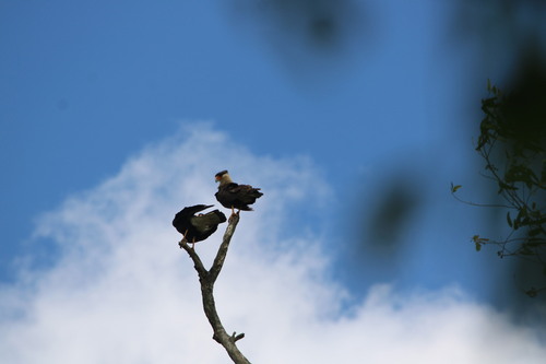 Crested Caracara