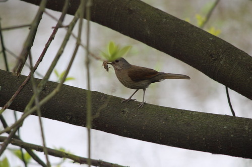 Pale-breasted Thrush