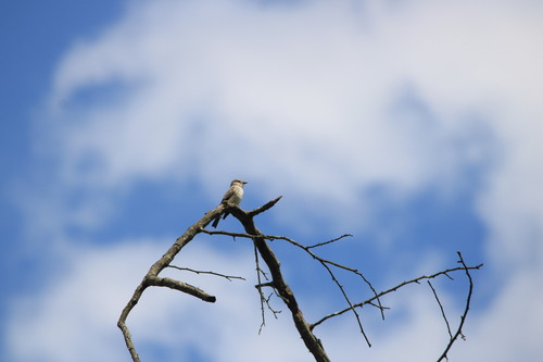 Vermilion Flycatcher