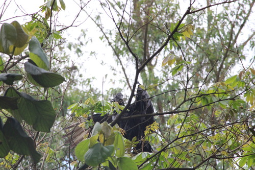 Black Vulture