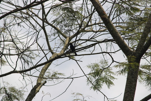 Shiny Cowbird