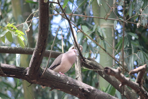 White-tipped Dove