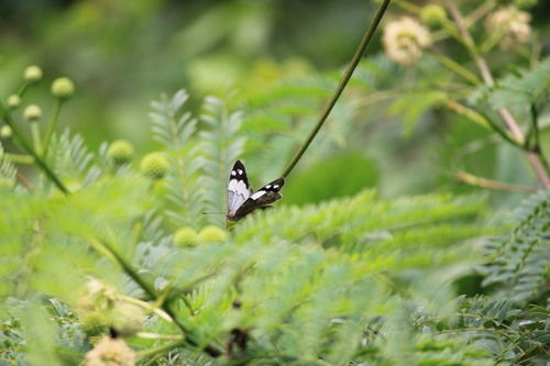 Eunica eburnea