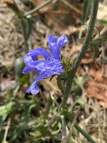 chicory