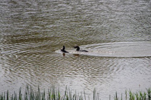 Pied-billed Grebe