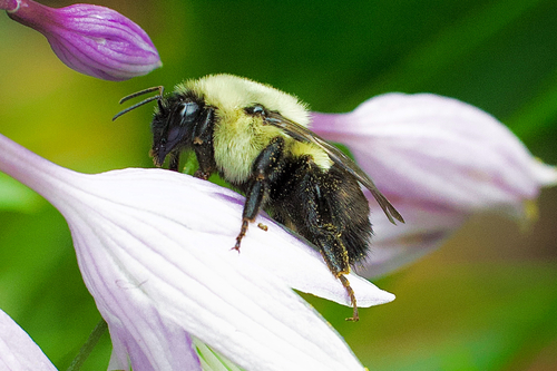 Common Eastern Bumble Bee