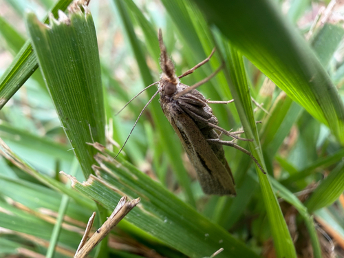 Woolly Grass-veneer Moth