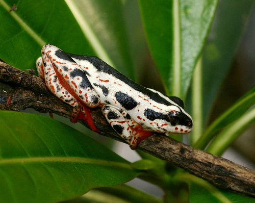 Painted Reed Frog, photo 8 of 10