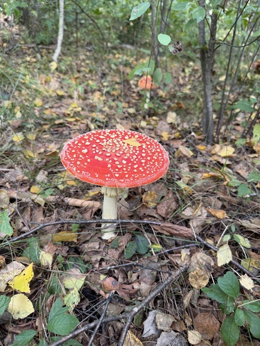 Fly Agaric