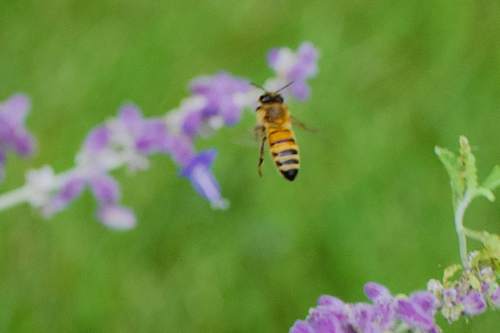 Western Honey Bee