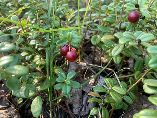Lingonberry