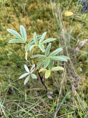 marsh cinquefoil