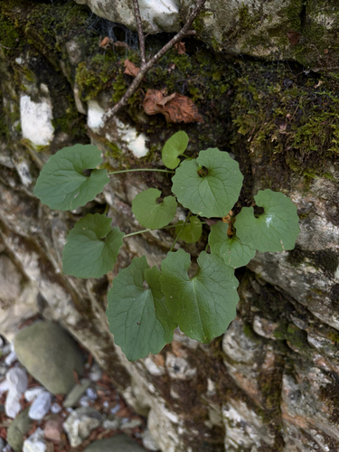 garlic mustard