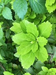 Pachysandra