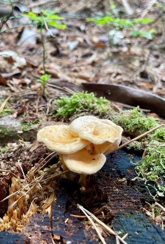 False Chanterelle