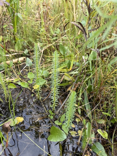 Common Mare's Tail