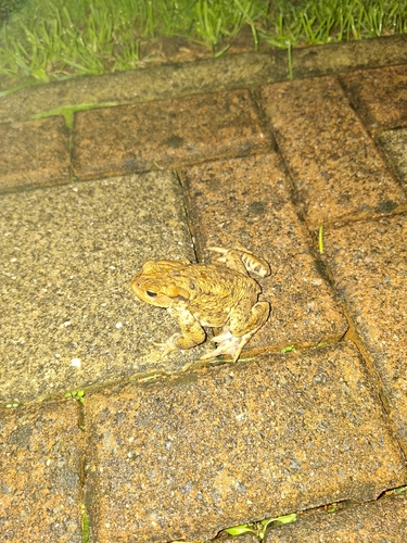European Toad