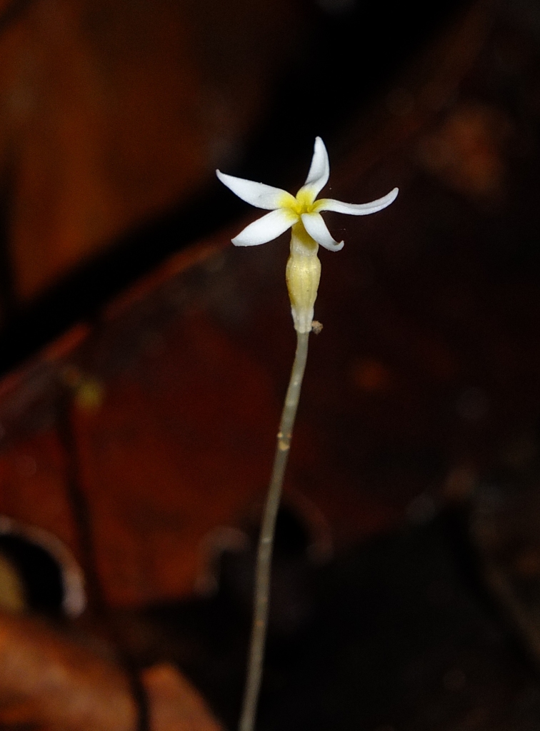 Voyria alvesiana