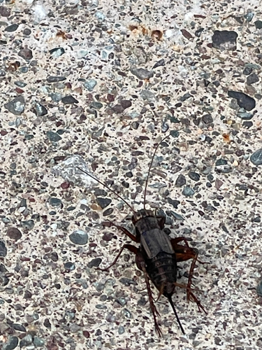 Fall Field Cricket