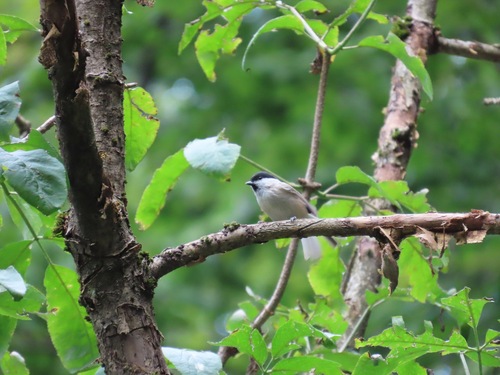 Marsh Tit