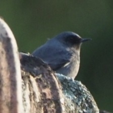 Black Redstart