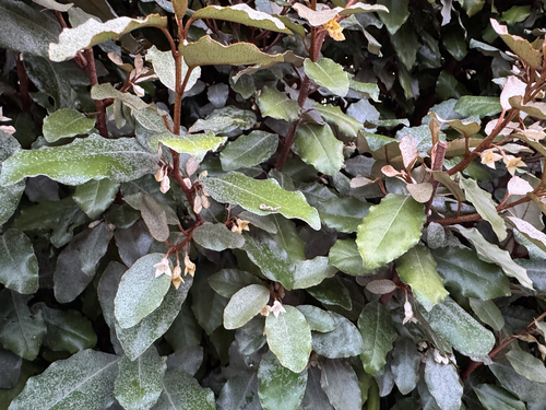 thorny olive