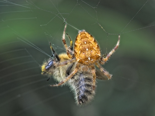 Cross Orbweaver
