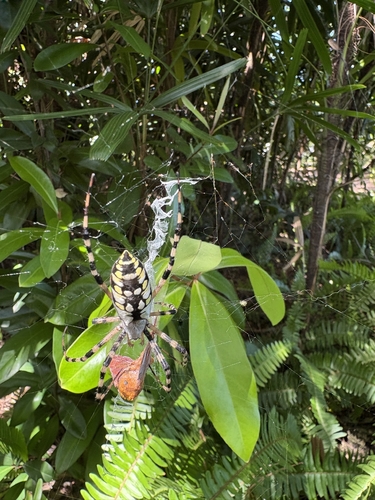 Yellow Garden Spider