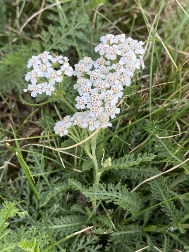 common yarrow