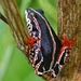 Swynnerton's Reed Frog - Photo (c) Bart  Wursten, some rights reserved (CC BY-NC-SA)