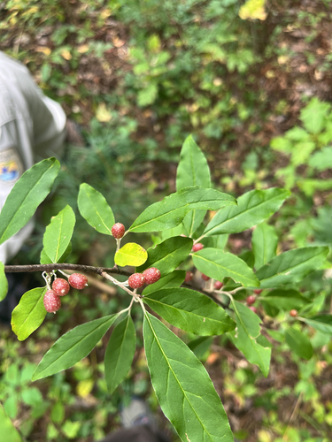 autumn olive