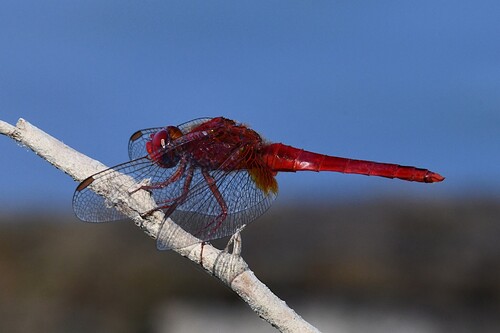 Broad Scarlet
