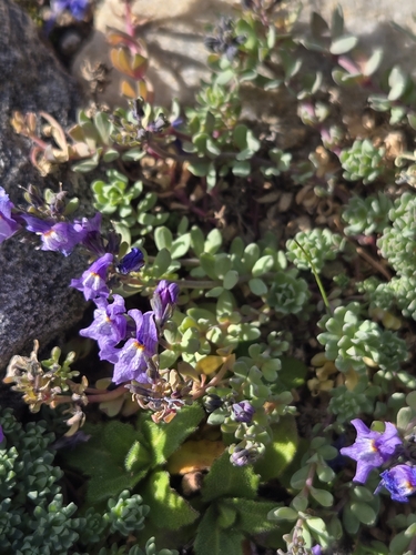 Alpine Toadflax