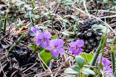 Viola gmeliniana