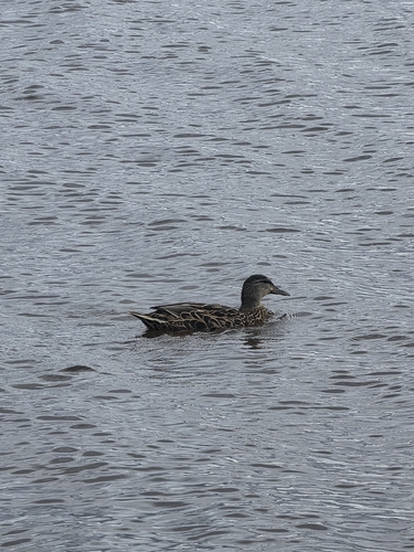 Mallard