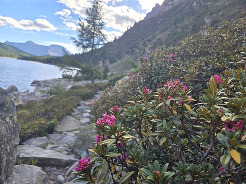Rusty-leaved Alpenrose
