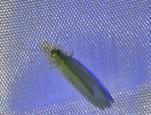Golden-eyed Lacewing