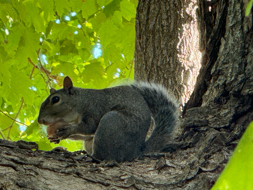 Eastern Gray Squirrel