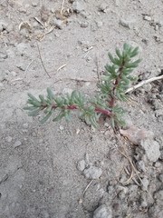 Halogeton glomeratus