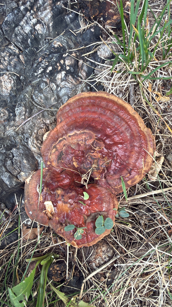 Ganoderma sessile · September 2026 · photo: Photo: (c) beardicus, some rights reserved (CC BY) · iNaturalist