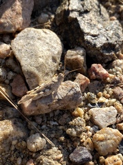 Heliastus sumichrasti