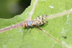 Melieria crassipennis