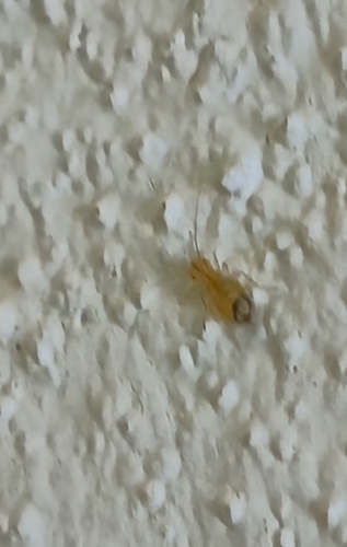 Larger Pale Booklouse