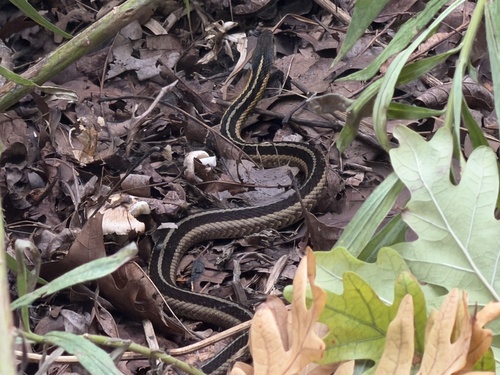 Common Garter Snake