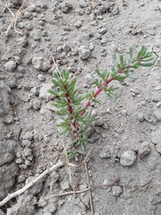 Halogeton glomeratus