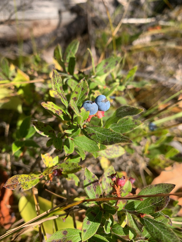 velvetleaf blueberry